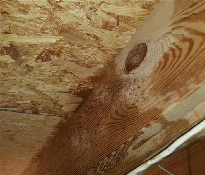 Mold damage in the attic of a Nashville home